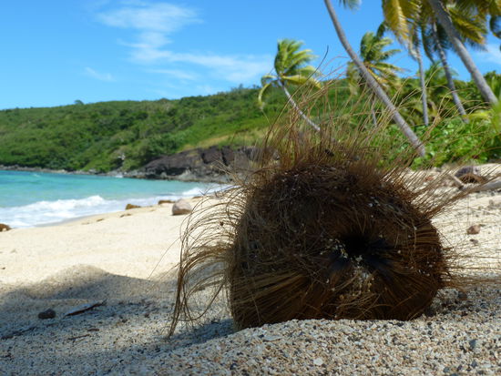 Kokusnuss im Schatten