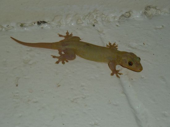 einer von vielen Geckos, die nacht-nächtlich an den Wänden und Decken zu kleben schienen. Wirklich schön anzuschauen!!
