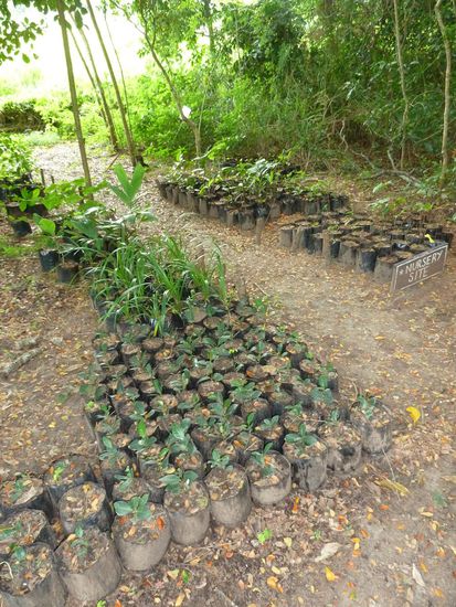 Neue Pflänzchen für den Nationalpark, die von Schülern eingepflanzt werden.