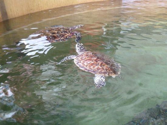 Eine weiteres Muss hier ist auch der Besuch des ECOparks, ein Minizoo, wo man einigen Tierchen auch sehr nahe kommen kann....