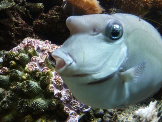 Im Aquarium gabs drollige Fische zu sehen