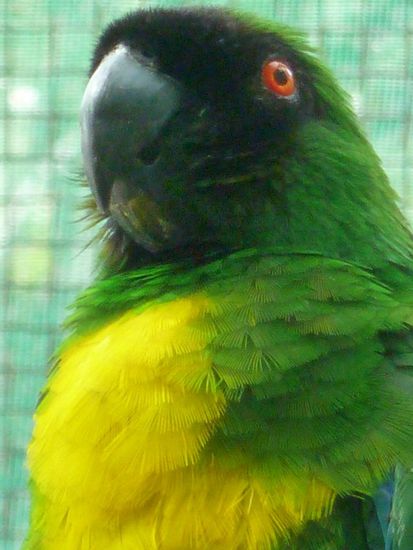 Dieser farbenfrohe Papagei gab an und zu ein "Bula!" von sich