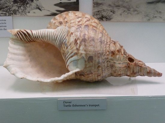 die fijianische Trompete