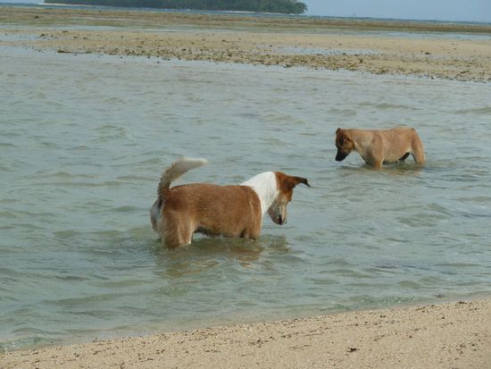 A- &amp; B-Hund beim Fischefangen...eigentlich eher - suchen