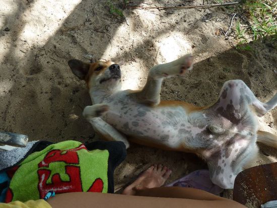 tierische Schlafposition