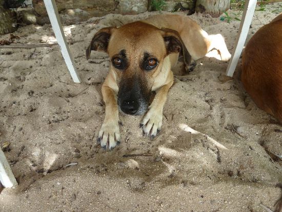 B-Hund lag unter meinem Stuhl