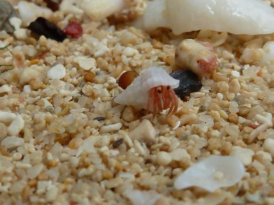 Überall am Strand zu finden: Krebse in diversen Größen mit Haus in diversen Größen. Der kleine rote Kerl ist ca 5mm groß.