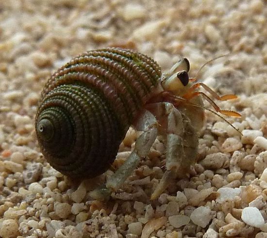 "Herr Krebs, warum haben Sie so große Augen?"