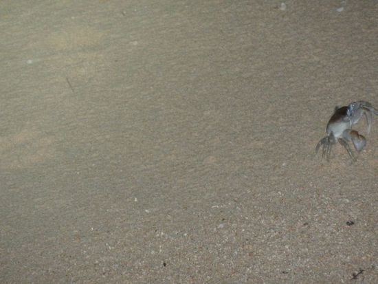 Diese eher AlexFaust-großen Exemplare kamen nur bei Nacht zum Vorschein. Tagsüber hocken sie in ihren Löchern (s.u.), sind aber stets harmlos, jedoch witzig anzuschauen.