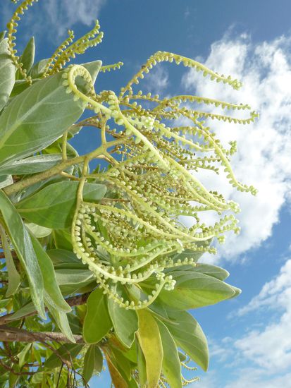 schöne Inselvegetation