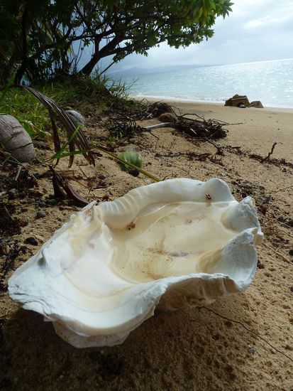 Diese Muschel findet man in Fiji überall und dient meistens als Deko oder Aschenbecher. Diese hat eine breite von ca 30cm. Weiter unten kommt ihr großer Bruder nochmal in natürlicher Umgebung vor...