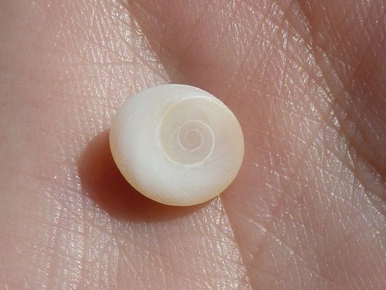 Aufgrund der hohen Krebsdichte überall zu finden: Shivaaugen bzw "catseyes". Falls jemand nicht weiß, was das ist: Sie dienen Krebsen und Schnecken, die in "Häusern" leben als eine Art Tür, die bei Gefahr zu gemacht wird. Wenn der Krebs/die Schnecke umzieht, wird die alte Tür entsorgt.