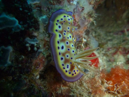 Sehr farbenfroh und verdammt Klein. Die Riffschnecken sind ca. 2 cm lang.