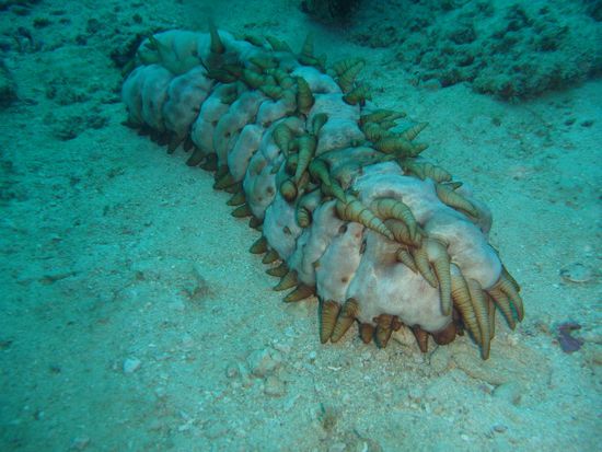 Nein, kein Alien - sondern eine Seegurke