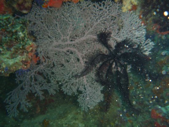 Seestern auf Koralle