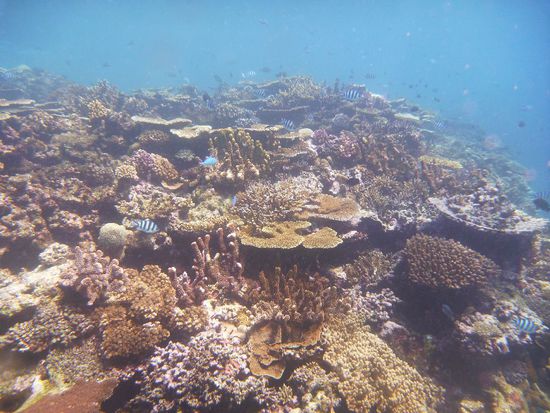 Eine wunderbare, intakte Korallenlandschaft 