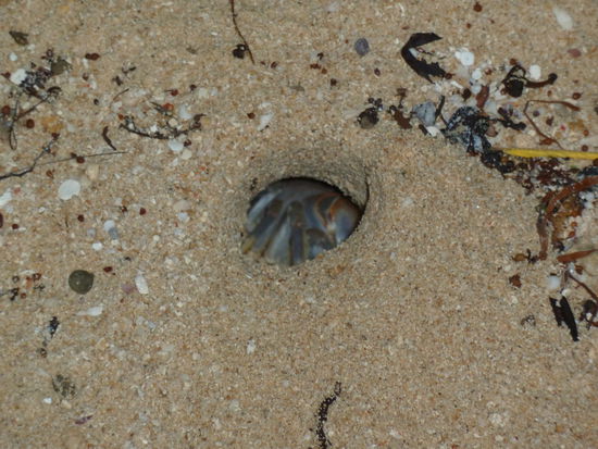 Am Anfang dachte ich ,dass sie unterirdisch lebende Taranteln....