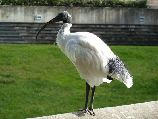Auf dem Weg entdeckten wir diesen hässlichen Vogel, dens hier aber en mass gibt,,,
