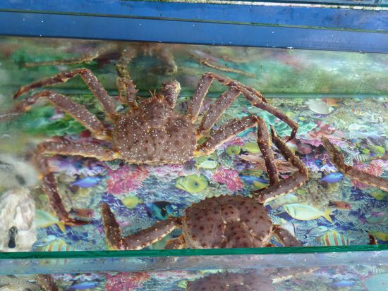 Auslage im Restaurant - immer frisch 