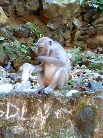 Hungrige Affen waren eine kleine Nebenattraktion, hier beim Eisrestschlecken