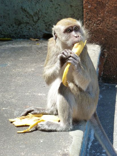 Affe auf Stufe mit Banane
