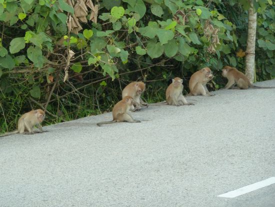Affen gabs wirklich viele...