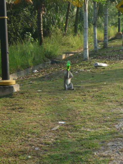 ...und diee waren immer so durstig 