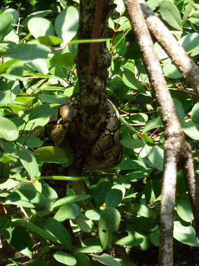 Ein Python, fest um den Ast geschlungen, hat sich keinen Millimeter bewegt, war auch besser so..