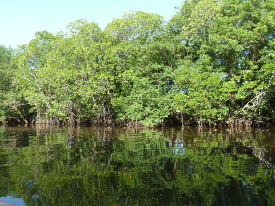 Vorbei an vielen Mangroven