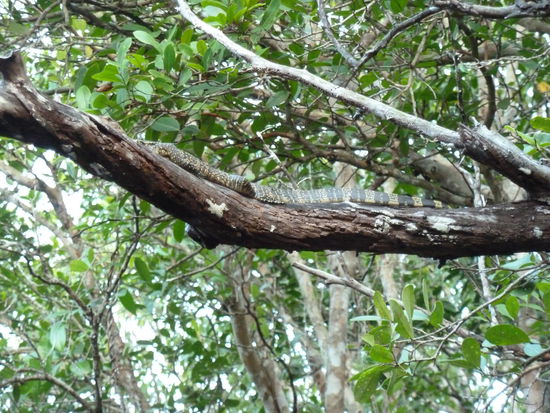 ein kleiner "Lizard"