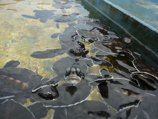 Auf einer kleineren Insel gabs es sogar eine Art Schildkrötenfarm....Wir nahmen uns ein Kayak und paddelten erst fröhlichh einmal um die Insel bis hin zu den kleinen 1 woche-alten Turtles 