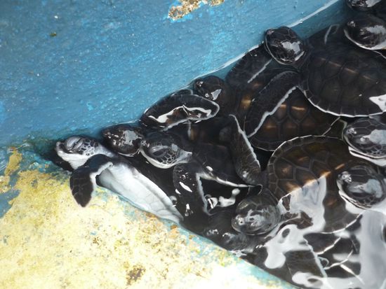 Da sie dachten, es gäbe was zu fressen, stürmten sie an den Beckenrand. Aber keine Sorge, alle blieben unversehrt.