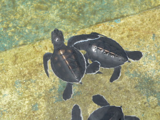 Geknuddelt wurde auch 
Ca 1 Monat später sollen die Kleinen in die Freiheit entlassen werden, 1 von 1000 schafft es...