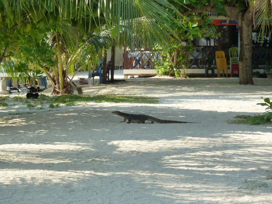 Ein Waran spaziert durchs Resort. Sie sind recht scheu und absolut ungefährlich.