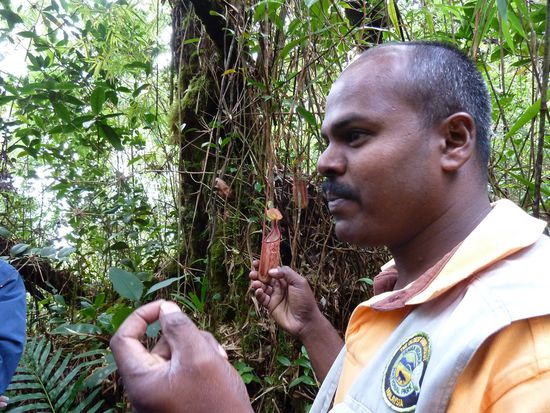 Guide Francis referiert über fleischfressende Pflanzen.