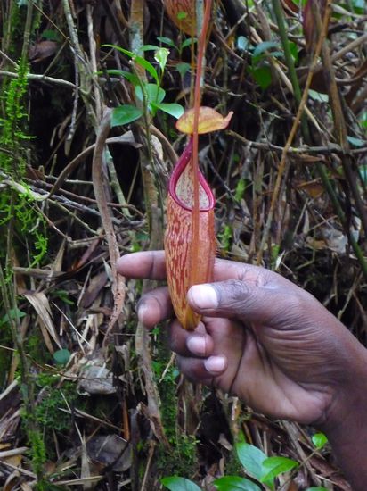 Von denen wimmelts hier nur so!!