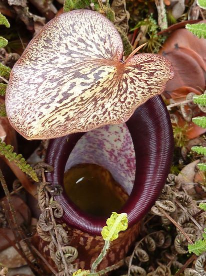 Da wird wohl grad jemand verdaut!