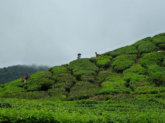 Die Teeplantagen, fleißige Blattzupfer oben