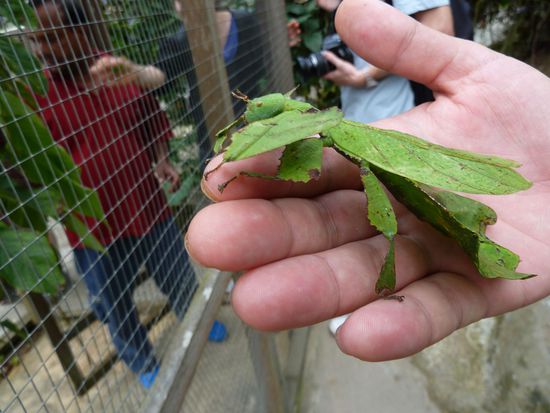 ..und einem lebenden Blatt