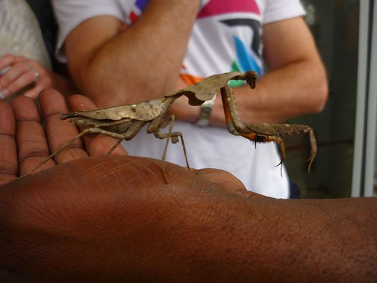 ..und einer Gottesanbeterin (das ist Francis' Hand)