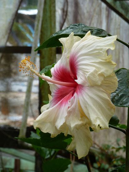Suppentellergroße Hibiskusblüten gabs in allen Farben