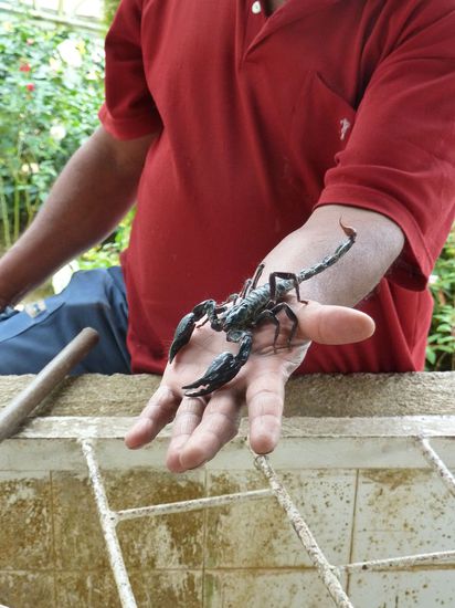 Beim Skorpion hörte der Spaß allerdings auf..