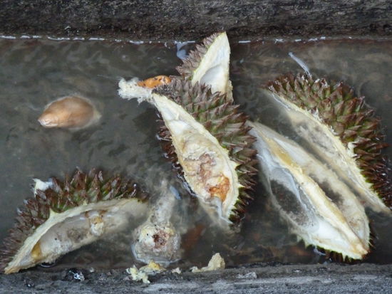 Die Reste einer Durian (Stinkfrucht). Wir haben uns bis jetzt immernoch nicht getraut, diese auch zu probieren 