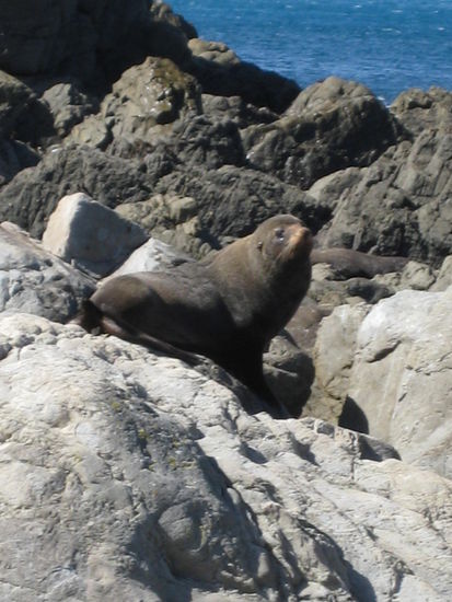 Ups,da waeren wir fast ueber ne Robbe gestolpert