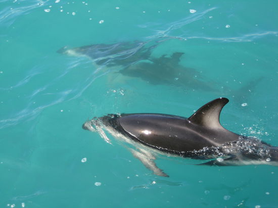 unsere Freunde,die Delphine!