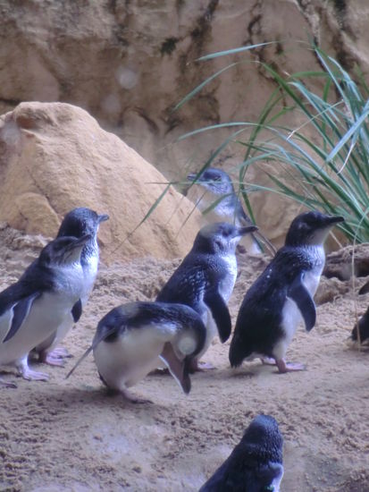 Pinguin Parade