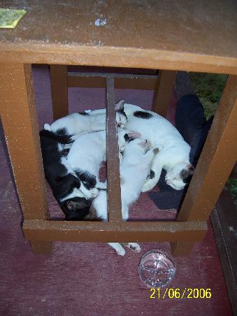 Katzensalat auf unserer Verandah