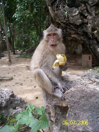 lecker Banane
