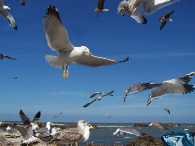 Essaouira