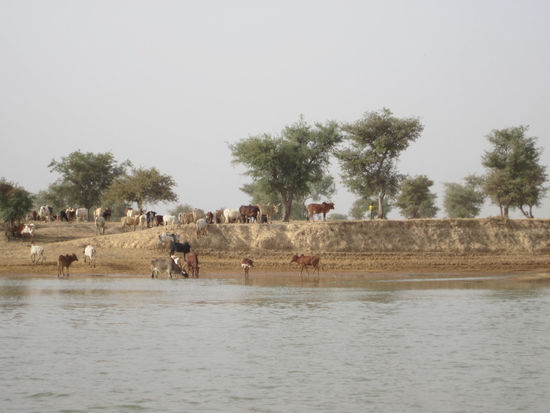 am Bani zwischen Djenné und Mopti